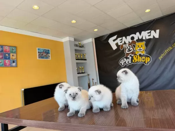 Top Kafa Scottish Fold Yavrulari Fenomen Pet Shop Ank