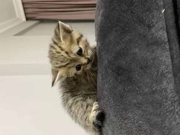 Yeni Yuvalarına Merhaba Diyecek Kediler