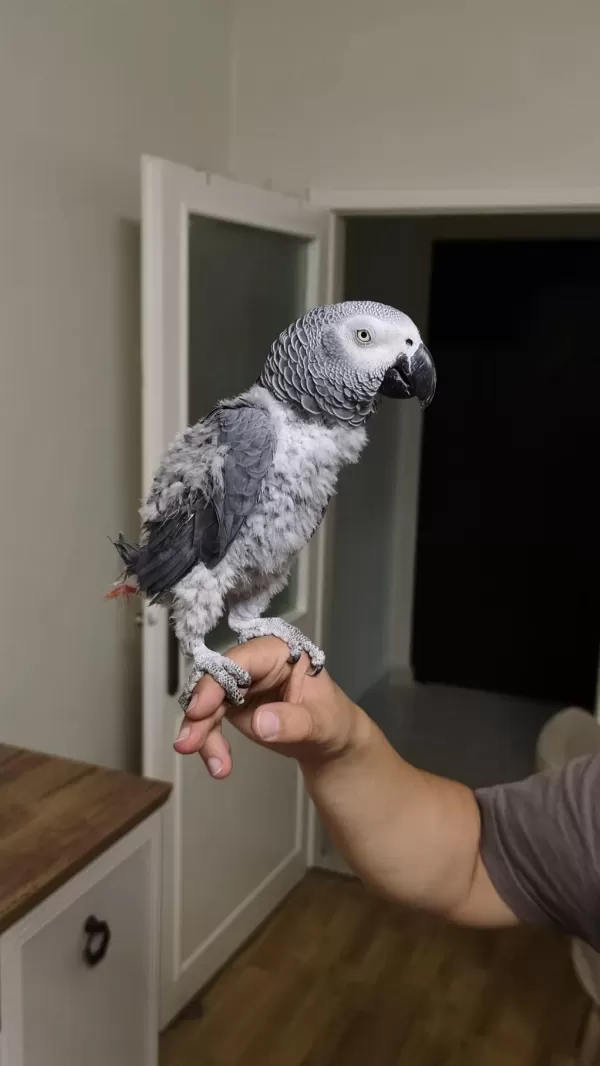 50 Kelime Konuşan Jako Papağanı