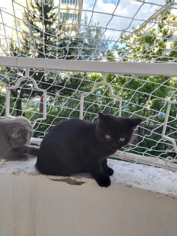 Scottish Fold X Ragdoll Kırması