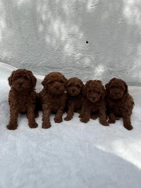 Denizli Merkez Teslime Hazir Poodle Bebeklerim