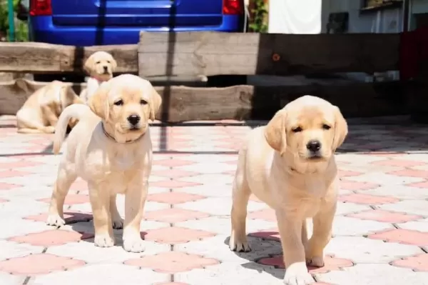 Labrador Retriever Yavruları Muhteşem Formda