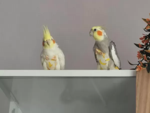 Sultan Papağanı Dişi Ve Erkek