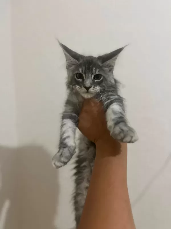 Safkan Main Coon Yavruları Anne Ve Baba Scr Kayıtlı