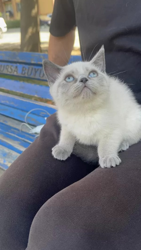 Blue Point British Yavrumuz