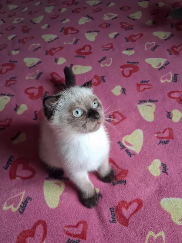 British Shorthair Yavrularımız