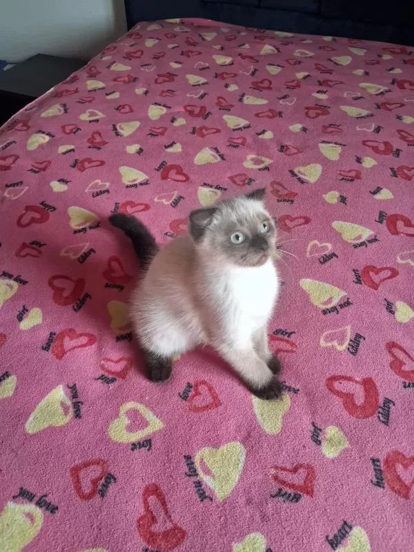 British Shorthair Yavrularımız