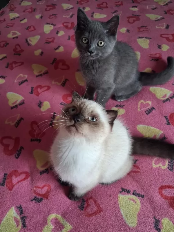 British Shorthair Yavrularımız