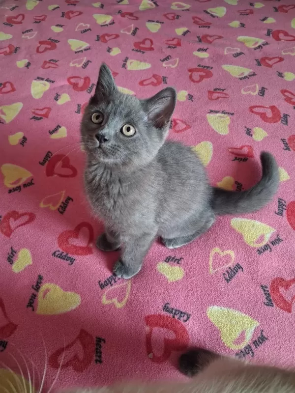 British Shorthair Yavrularımız