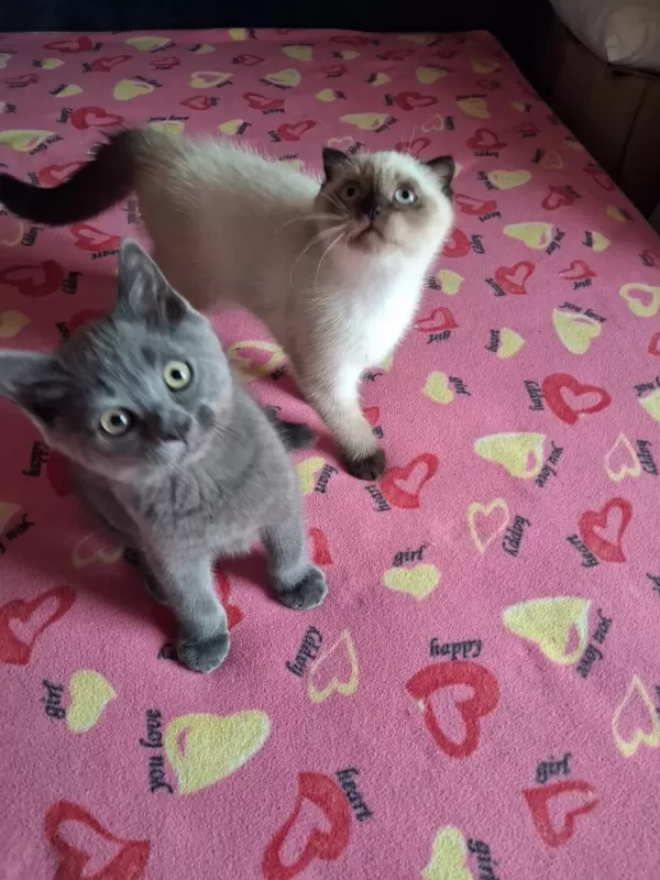British Shorthair Yavrularımız
