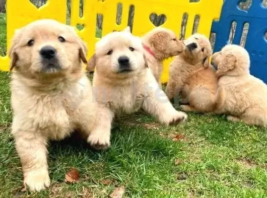 Resmi İşletmeden Taksit Avantajıyla Golden Retriever