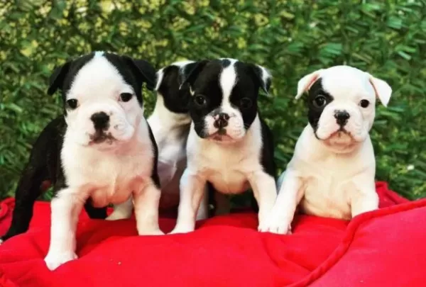 Ruhsatlı Resmi İşletmeden Taksit Avantajıyla French Bulldog