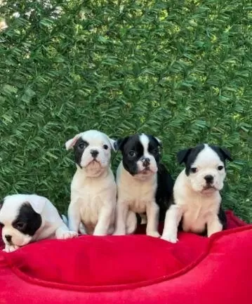 Ruhsatlı Resmi İşletmeden Taksit Avantajıyla French Bulldog