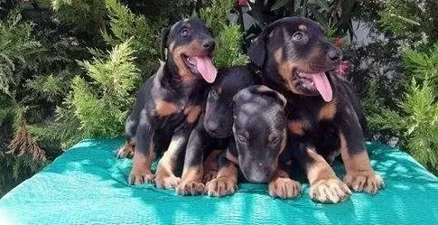 Ruhsatlı Resmi İşletmeden Taksit Avantajıyla Doberman