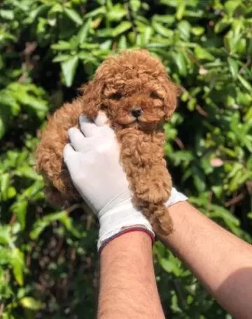 İrk Ve Sağlık Garantili Toy Poodle Yavrular