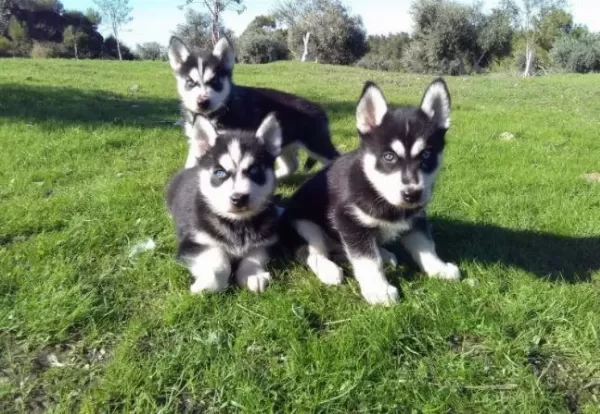 İrk Ve Sağlık Garantili Husky Yavrular