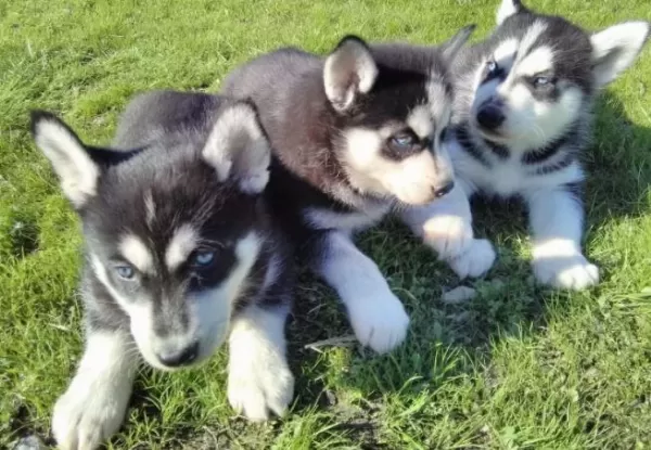 İrk Ve Sağlık Garantili Husky Yavrular