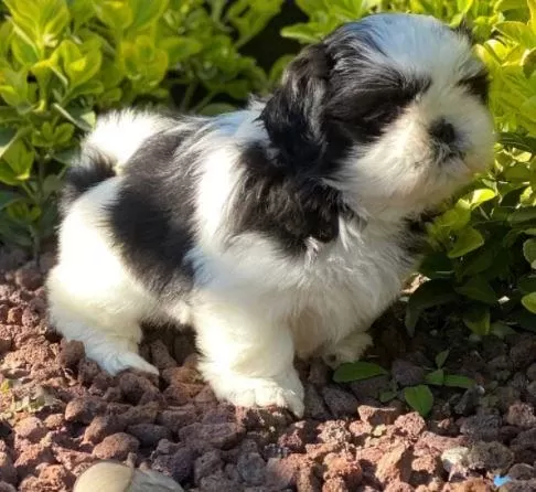 İrk Ve Sağlık Garantili Shih Tzu Yavrular