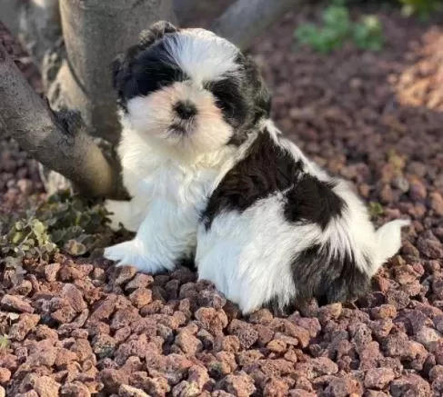 İrk Ve Sağlık Garantili Shih Tzu Yavrular