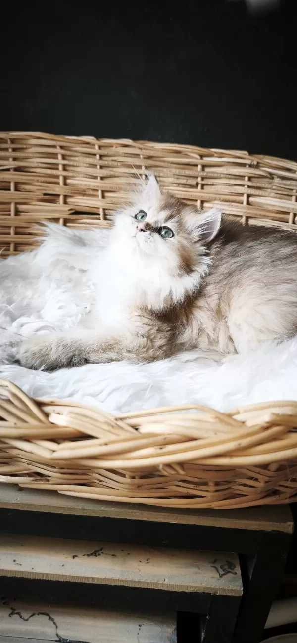Ny25 Dişi British Longhair