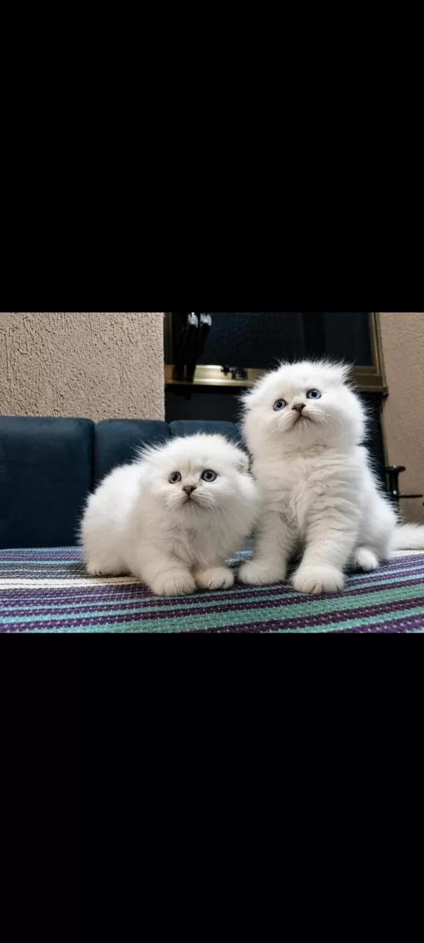 Safkan British Blue Point Yavru Kediler