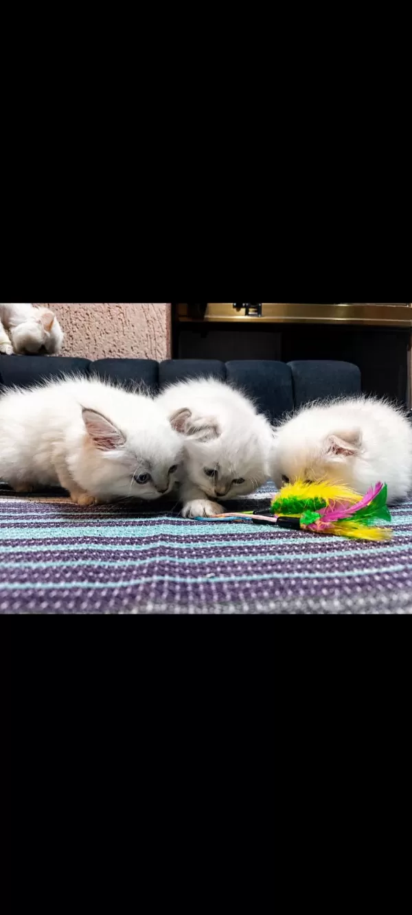 Safkan British Blue Point Yavru Kediler