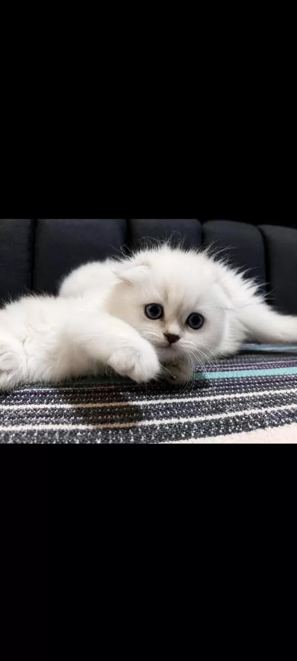 Safkan British Blue Point Yavru Kediler