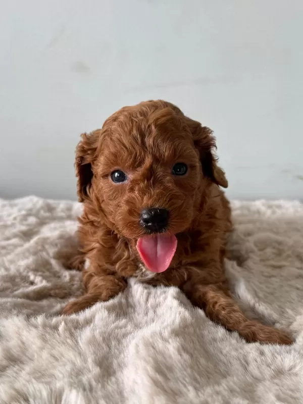 A Kalite Toy Poodle Bebekler