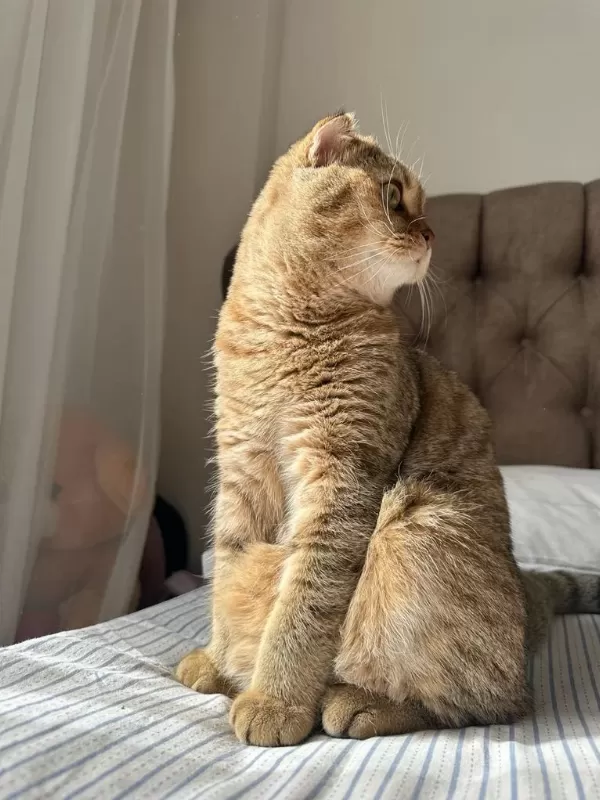 Sağlıklı Erkek Scottish Fold