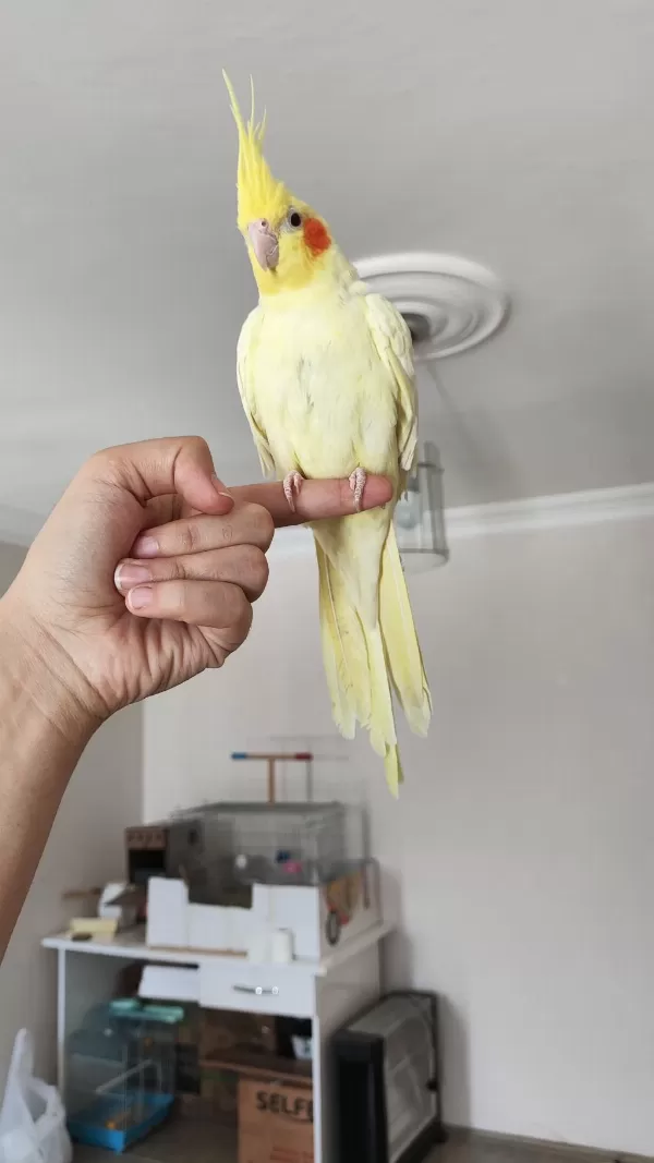 Takas Sultan Papağanı Lutino Dişi