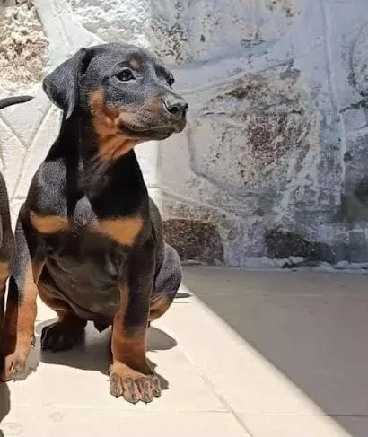 Eğitim Ve Bakım Destekli Doberman