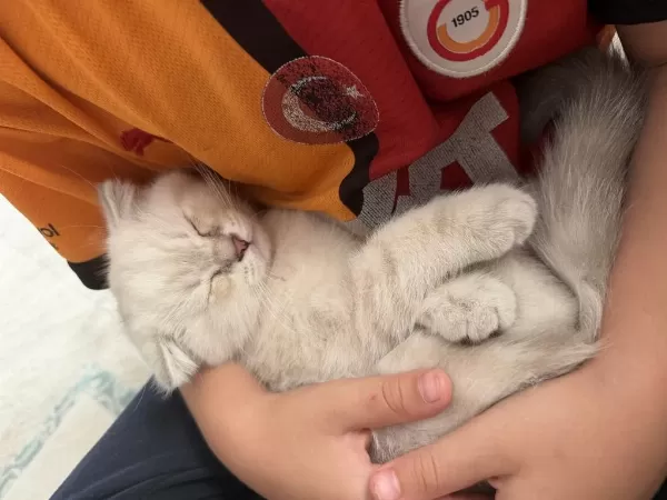 Erkek Cana Yakın Kedimiz