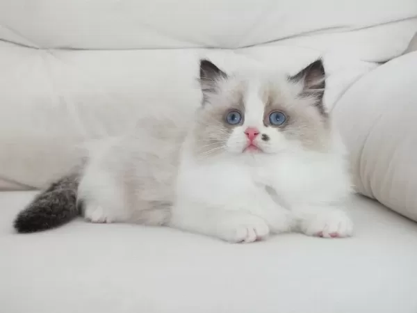 Full Şecereli Ragdoll Yavruları