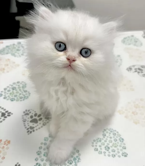 British Longhair Yavrularim