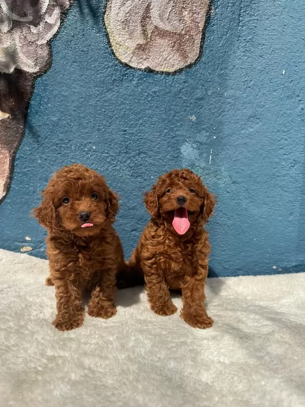 Ziyarete Açik Toy Poodle Bebeklerim