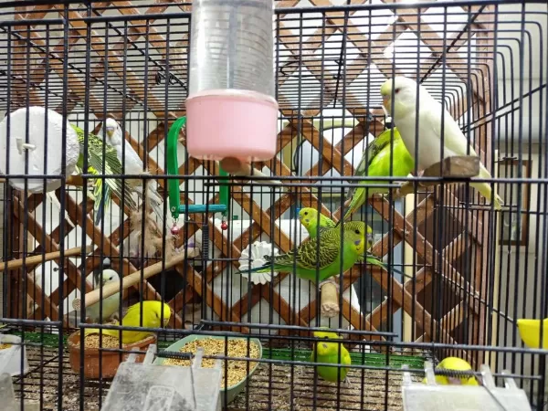 Harika Yavru Muhabbet Kuşu