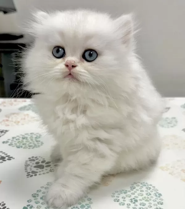 British Longhair Yavrularim