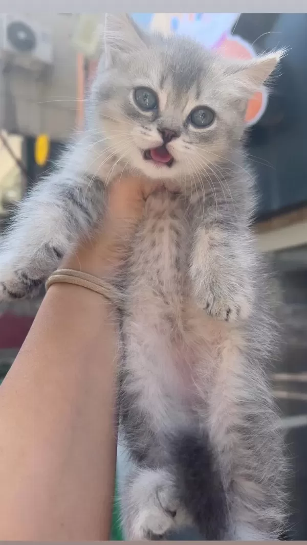 British Shorthair Blue Golden Ay11 Erkek Bebek