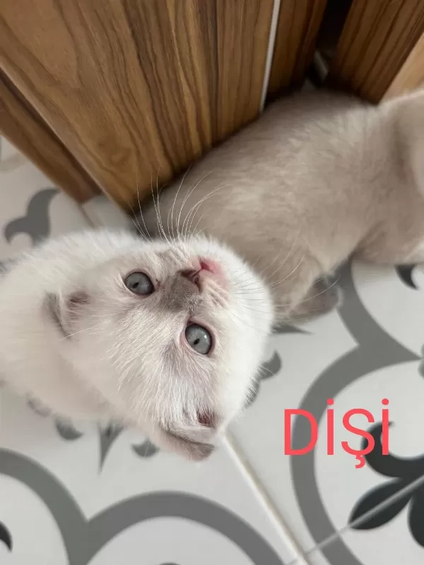 2 Aylik Scottish Bluepoint Shorthair Yavrular