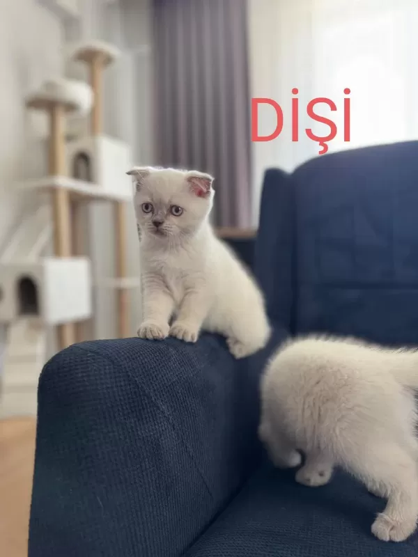 2 Aylik Scottish Bluepoint Shorthair Yavrular