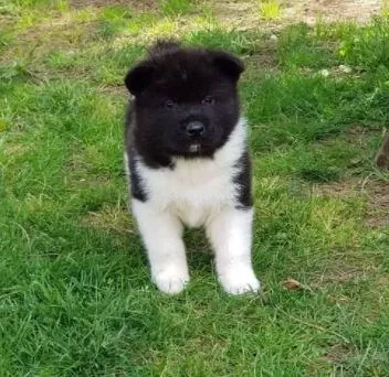 İrk Ve Sağlık Garantili Amerikan Akita Yavrular