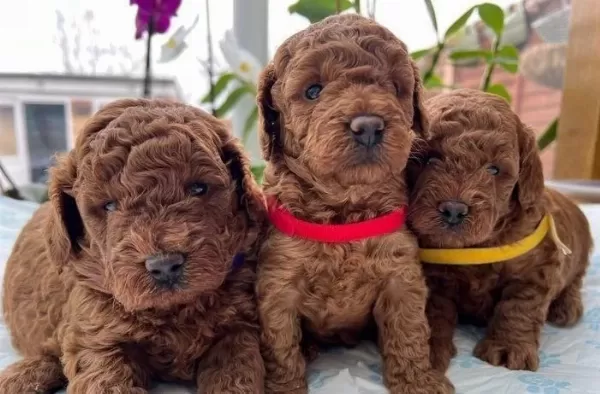 Kalitenin Adresi Denizli Poodle Dog House