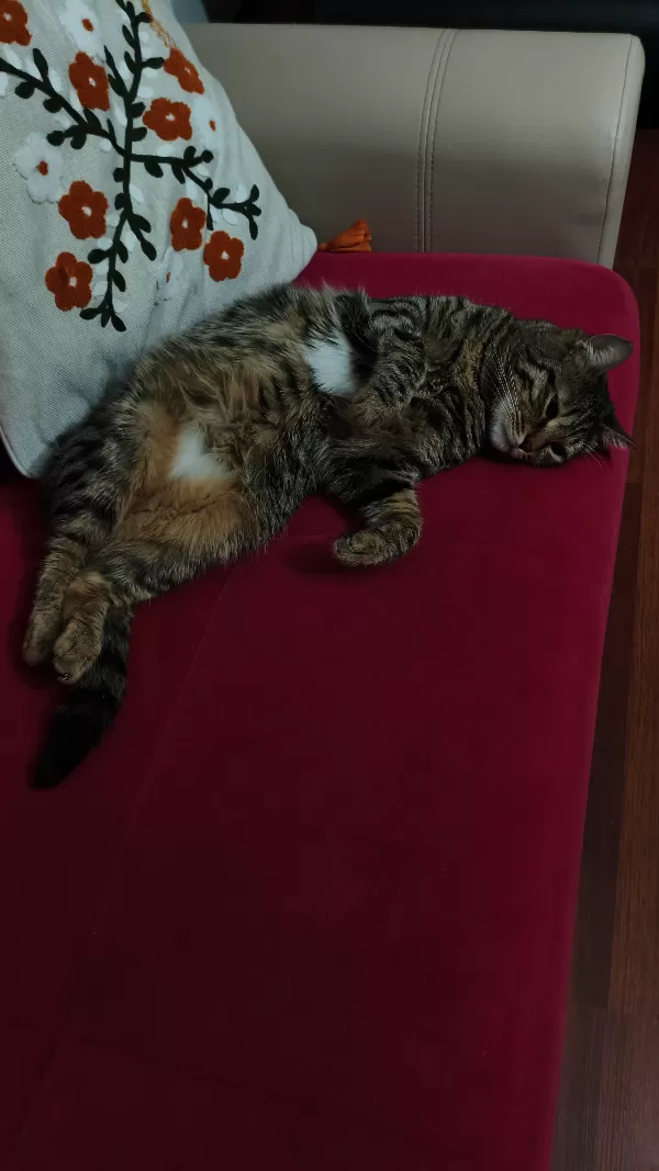 Gözleri çok güzel.İnsan dostu