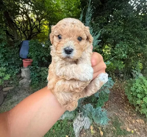 Maltipoo Minik Yavrularimiz