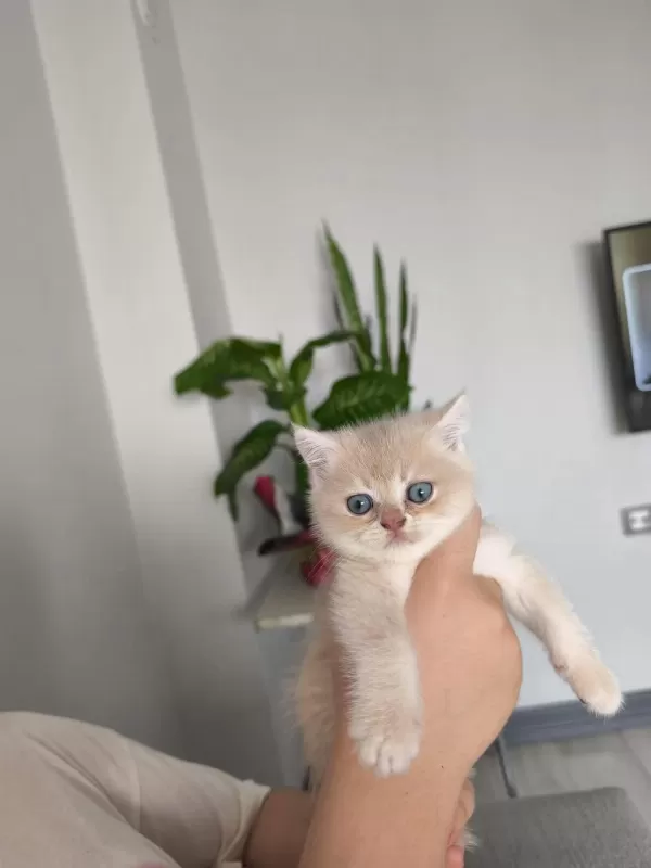 Kedimiz Ücretsiz Değildir