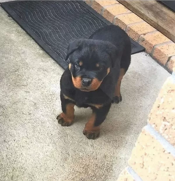 Evinizin Yeni Üyesi Rottwailler Kapıda Ödeme Vardır
