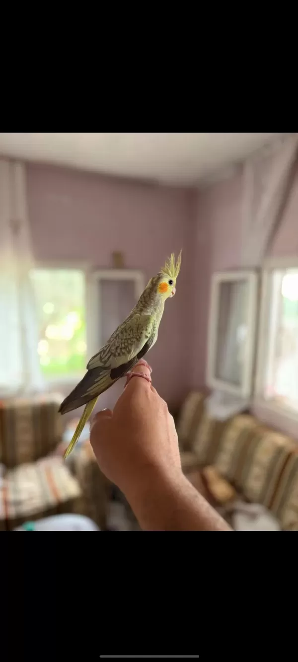Sahibinden Yavru Sultan Papağanı