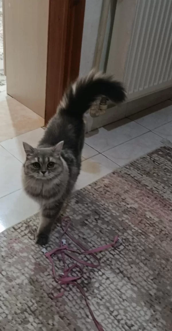 Sağlıklı Yetişkin Dîşi