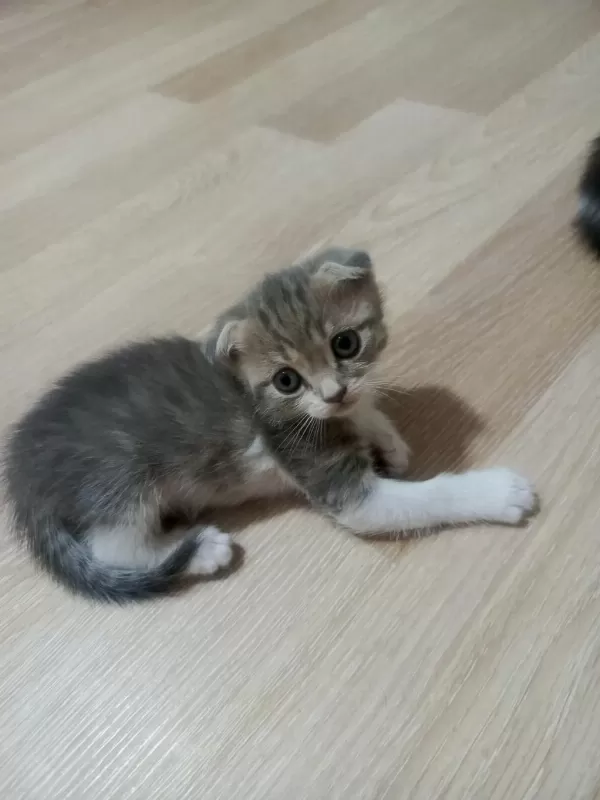 Scottish Fold Yavrularımız