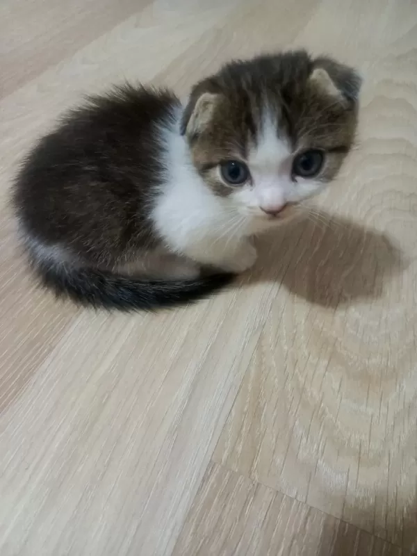 Scottish Fold Yavrularımız